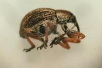 Exapion fuscirostre
