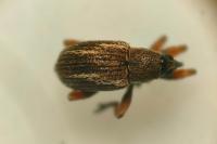 Exapion fuscirostre