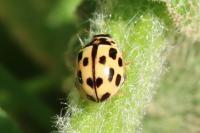 Propylea quatuordecimpunctata