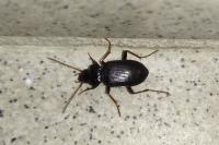 Nebria brevicollis