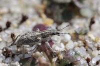 Charagmus gressorius