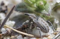 Hypera arator