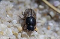 Melinopterus prodromus