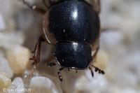 Melinopterus prodromus