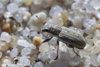Sitona lineatus