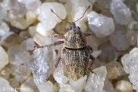 Trichosirocalus troglodytes