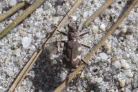 Cicindela hybrida