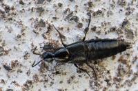 Philonthus cognatus