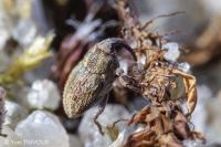 Trichosirocalus troglodytes