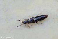 Aleocharinae