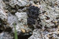 Platyrhinus resinosus