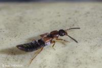 Aleocharinae