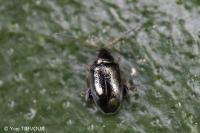 Aphthona euphorbiae