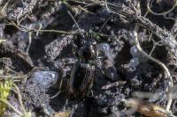 Bembidion properans