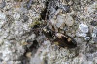 Bembidion quadrimaculatum