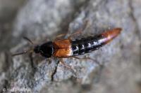Bolitobius castaneus