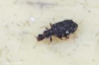 Cartodere nodifer