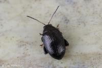 Chaetocnema concinna