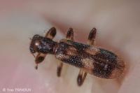 Opilo mollis