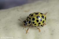 Psyllobora vigintiduopunctata