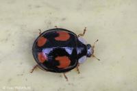 Harmonia axyridis