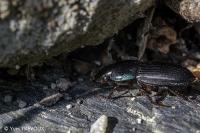 Harpalus dimidiatus