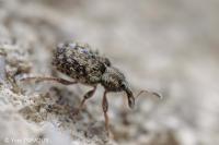 Hypera plantaginis