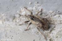 Hypera postica