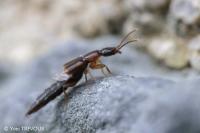 Lithocharis