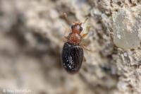 Melanophthalma distinguenda