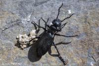 Meloe proscarabaeus