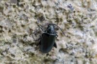 Phyllotreta consobrina