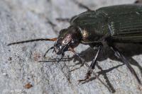 Poecilus cupreus
