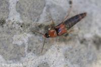Staphylinidae