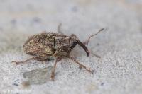 Trichosirocalus troglodytes