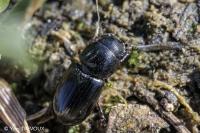 Calamosternus granarius