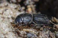 Calamosternus granarius