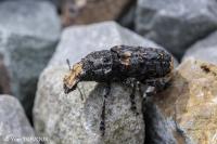 Platyrhinus resinosus