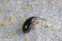 Aphthona euphorbiae