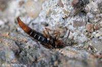 Bolitobius castaneus