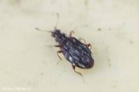 Cartodere nodifer