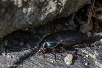 Harpalus dimidiatus