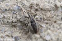Hypera postica