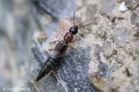 Lithocharis