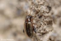 Longitarsus