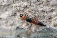 Paederus