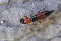 Paederus
