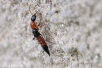 Paederus
