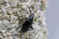 Phyllotreta consobrina