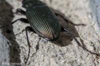 Poecilus cupreus